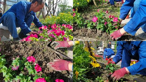 栽花|种花方法论 